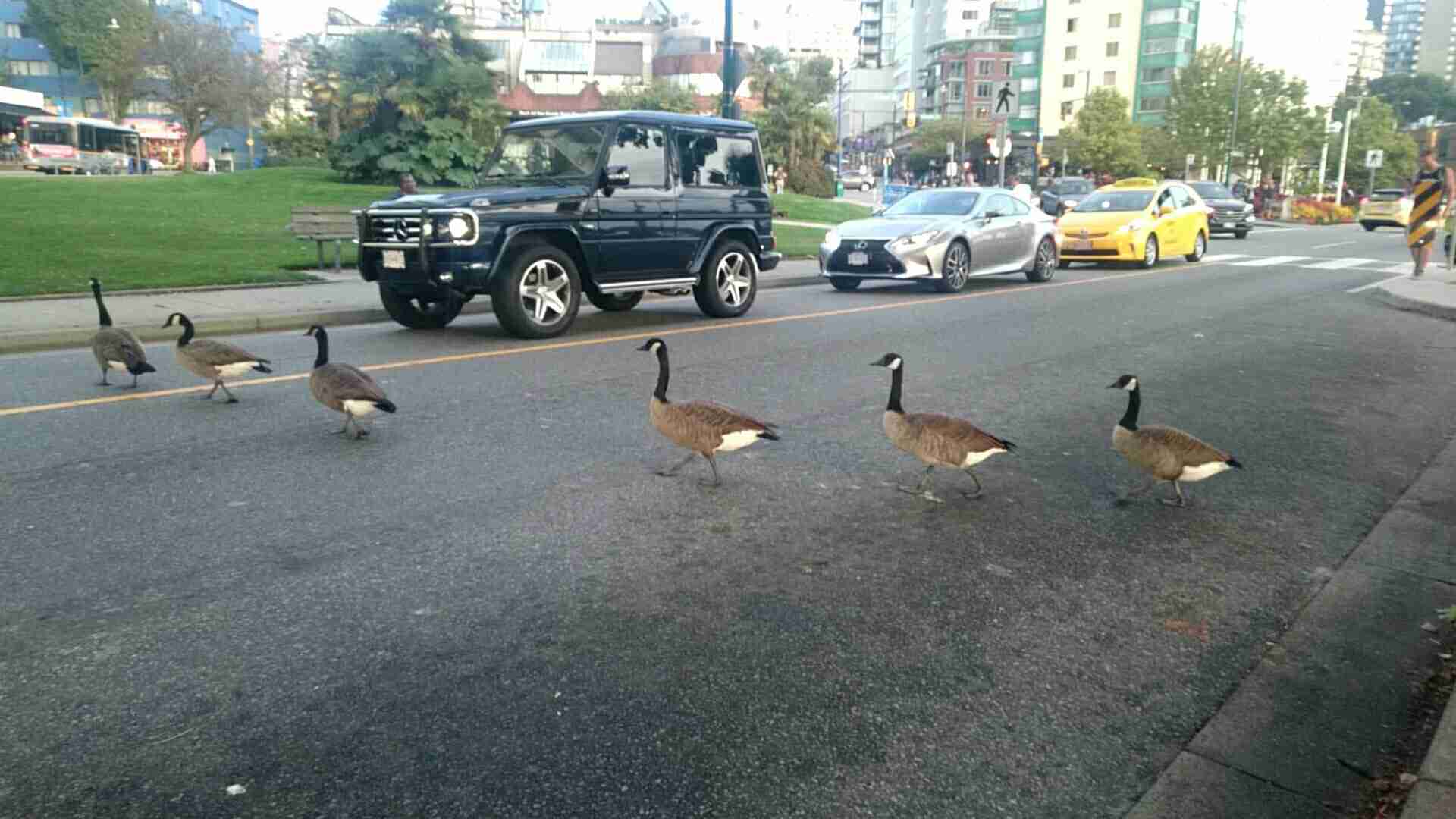 鳥が集まってくるトピ