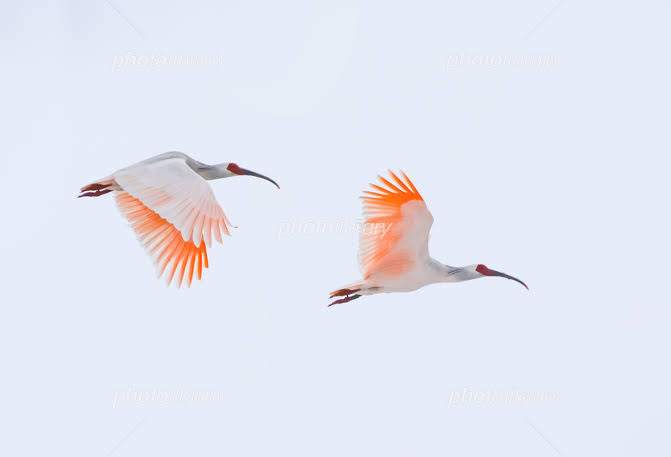 鳥が集まってくるトピ