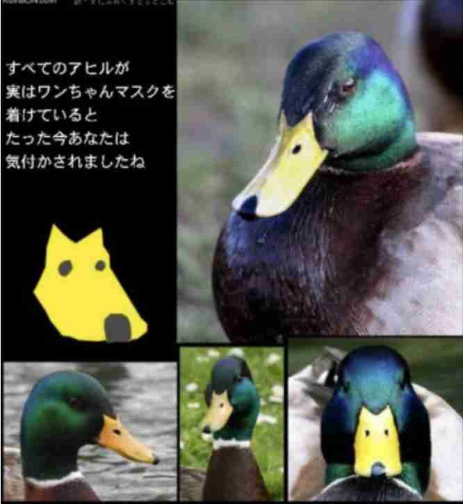 鳥が集まってくるトピ