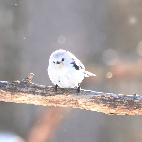鳥が集まってくるトピ