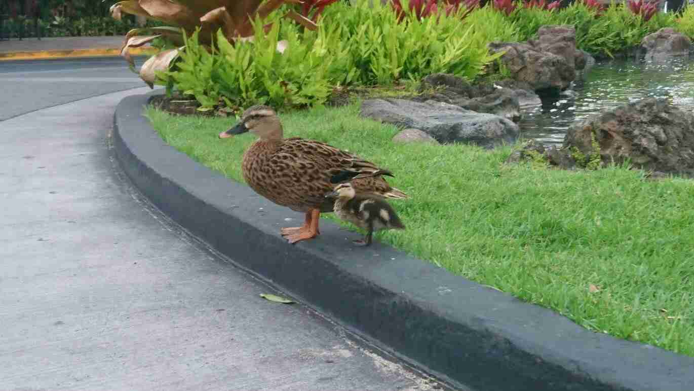 鳥が集まってくるトピ