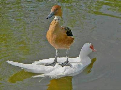 鳥が集まってくるトピ
