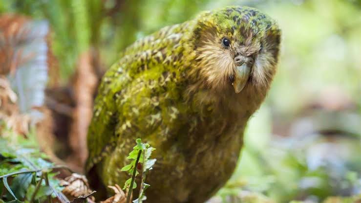 鳥が集まってくるトピ