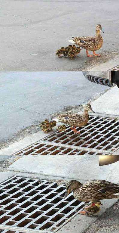 鳥が集まってくるトピ