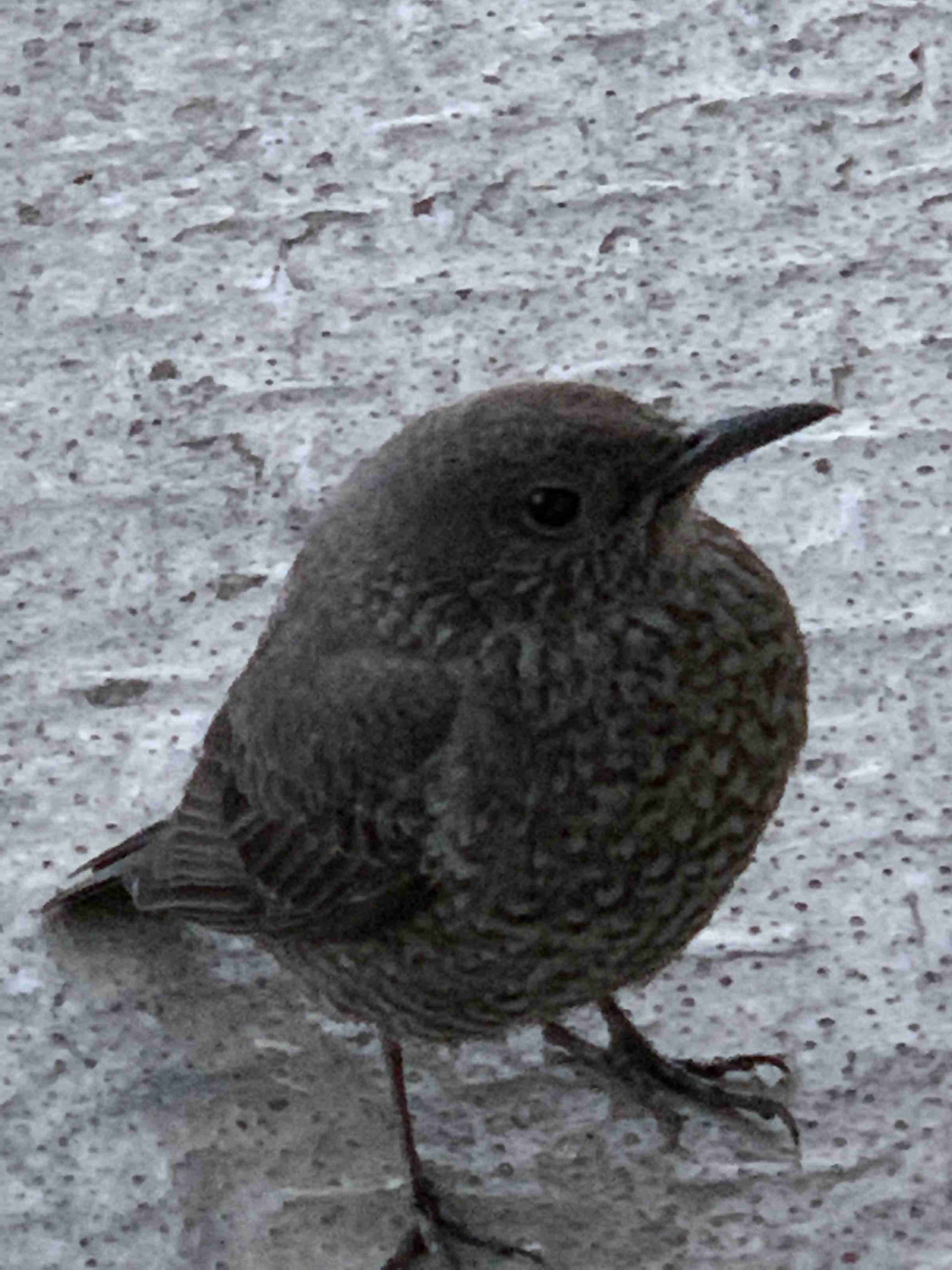 鳥が集まってくるトピ