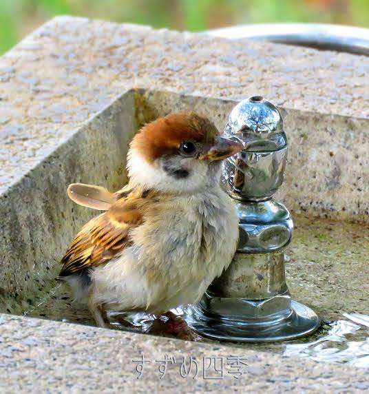 鳥が集まってくるトピ