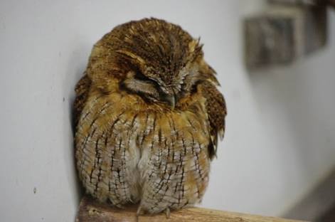 鳥が集まってくるトピ