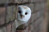鳥が集まってくるトピ