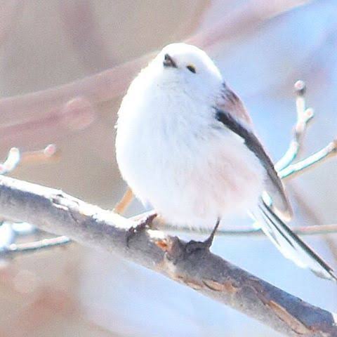 鳥が集まってくるトピ