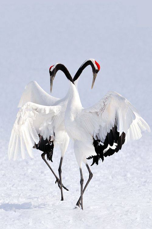 鳥が集まってくるトピ
