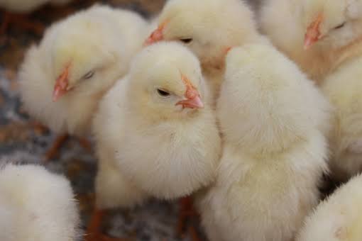 鳥が集まってくるトピ