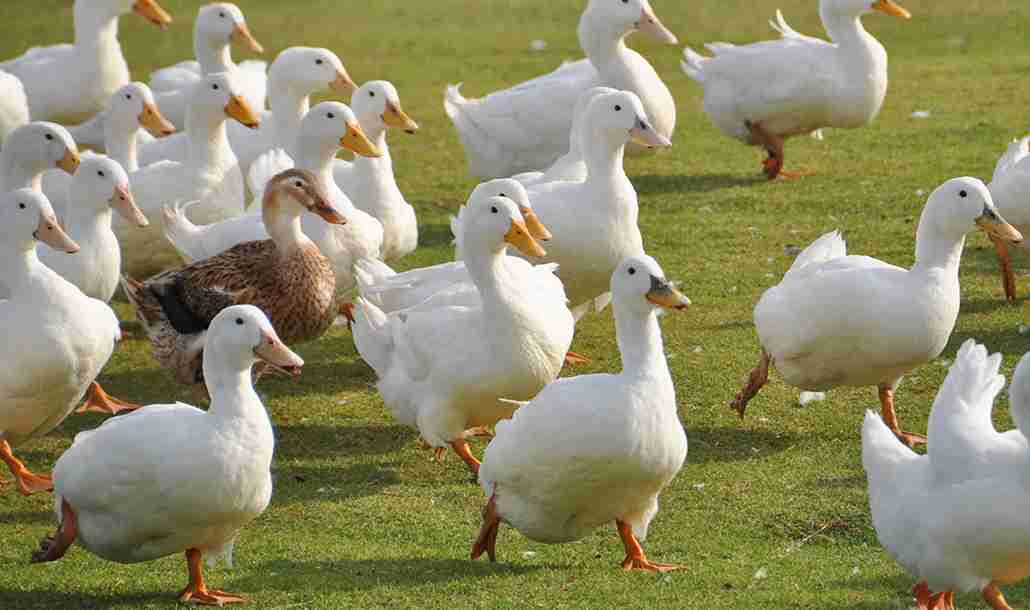鳥が集まってくるトピ