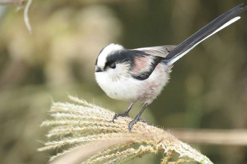 鳥が集まってくるトピ