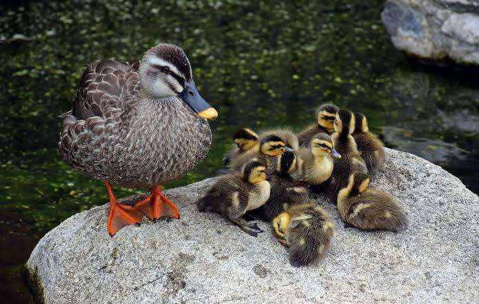 鳥が集まってくるトピ