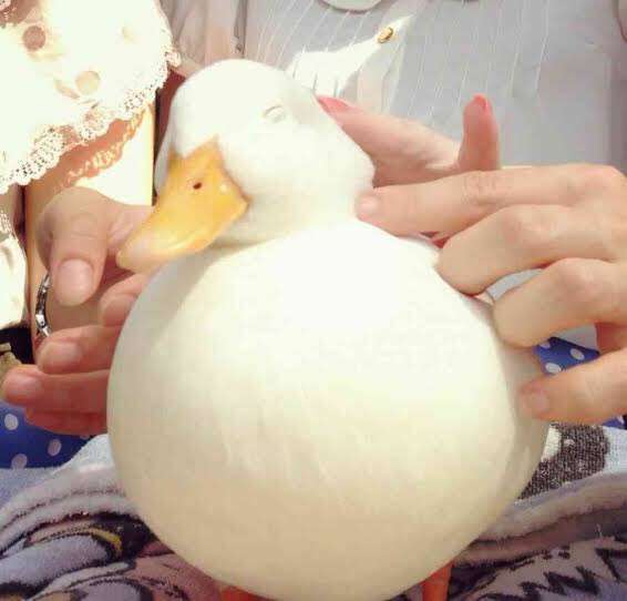鳥が集まってくるトピ