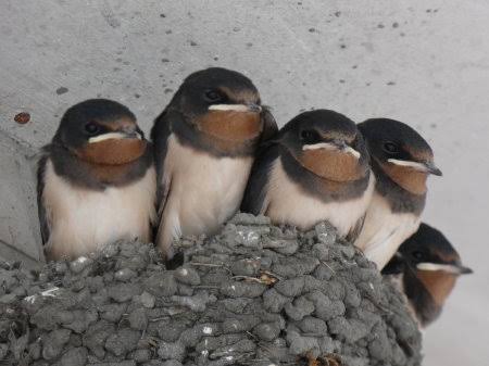 鳥が集まってくるトピ
