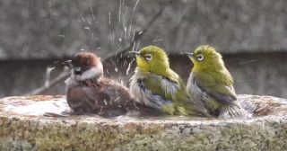 鳥が集まってくるトピ