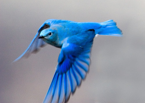 鳥が集まってくるトピ
