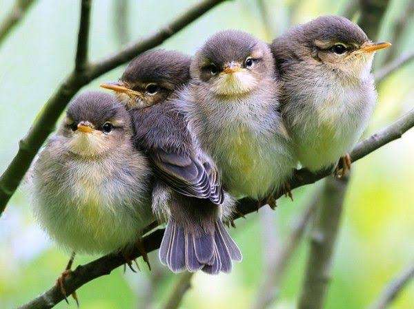 鳥が集まってくるトピ