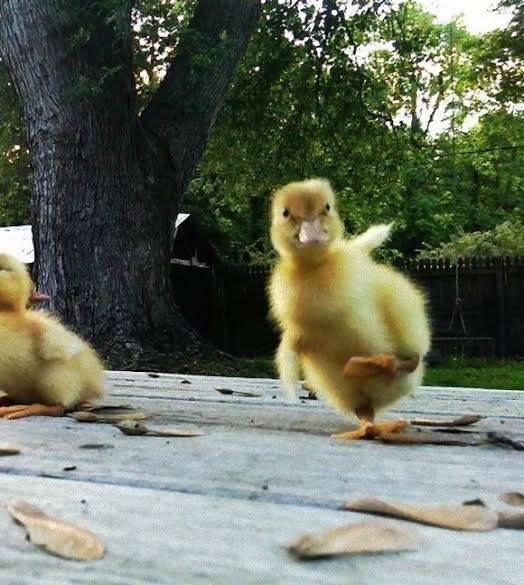 鳥が集まってくるトピ