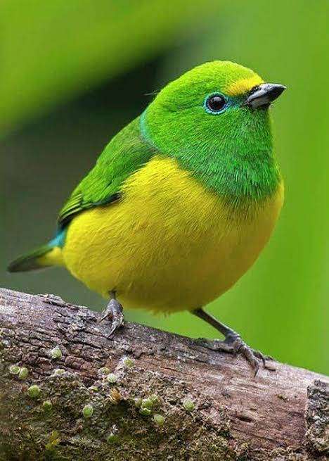 鳥が集まってくるトピ