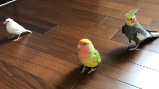 鳥が集まってくるトピ