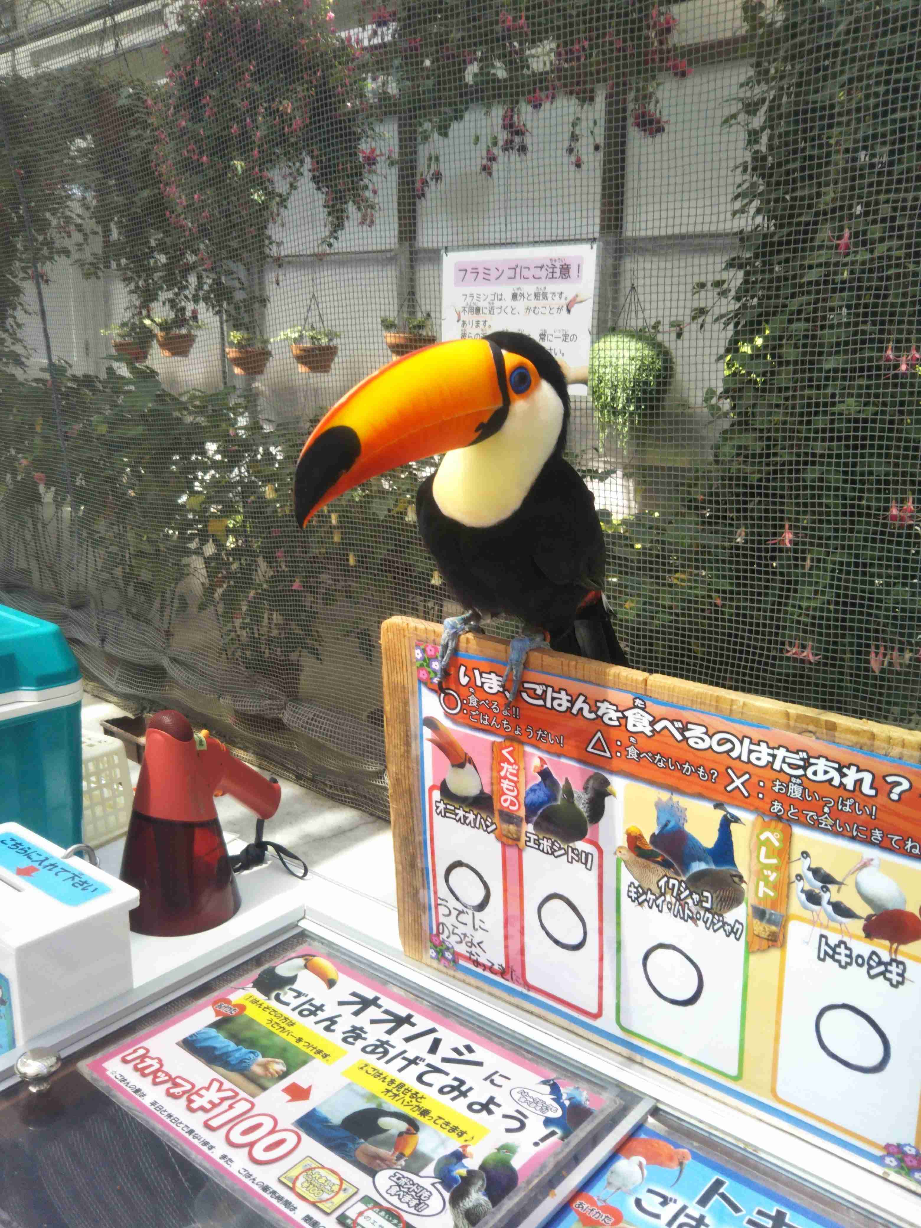 鳥が集まってくるトピ