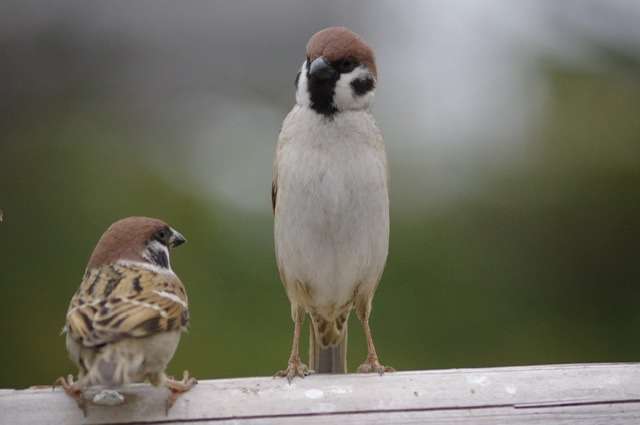 鳥が集まってくるトピ