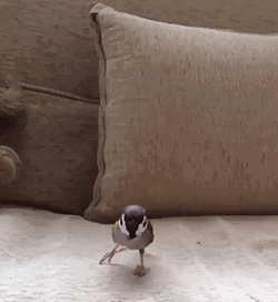 鳥が集まってくるトピ