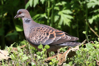 鳥が集まってくるトピ