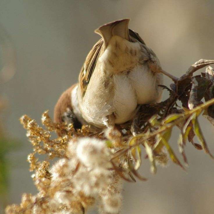 鳥が集まってくるトピ