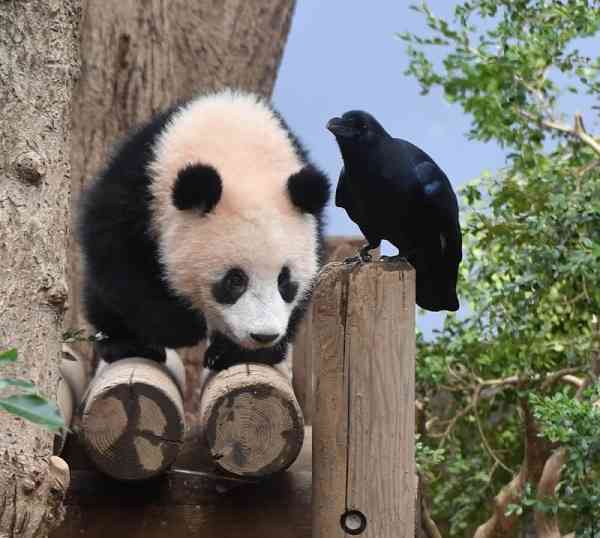 鳥が集まってくるトピ