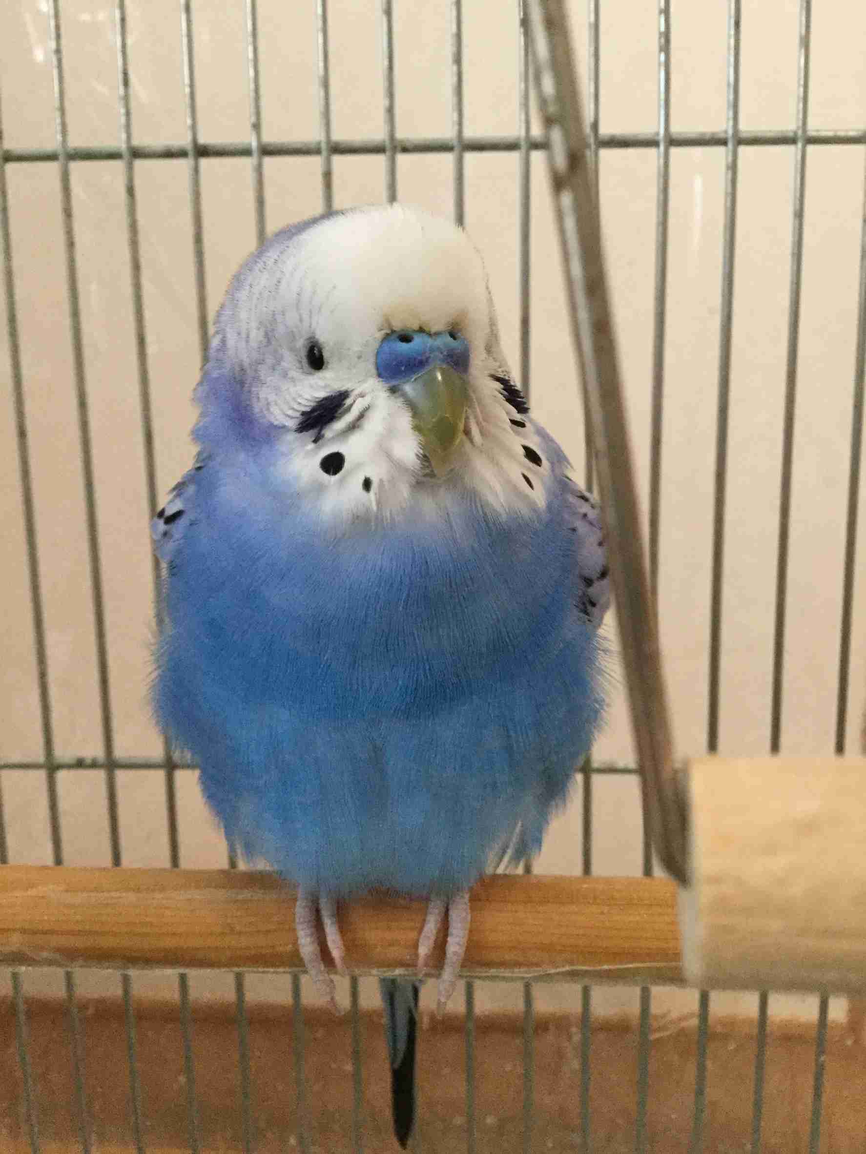 鳥が集まってくるトピ