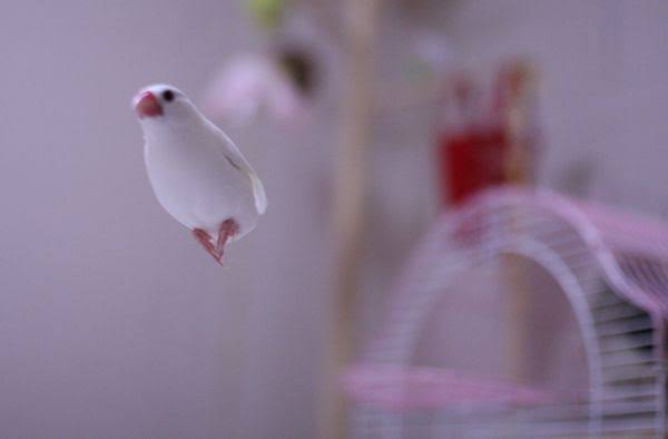 鳥が集まってくるトピ