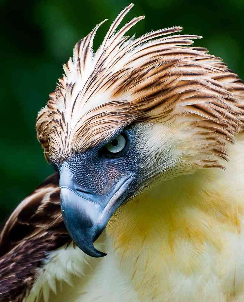 鳥が集まってくるトピ