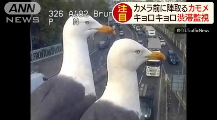 鳥が集まってくるトピ