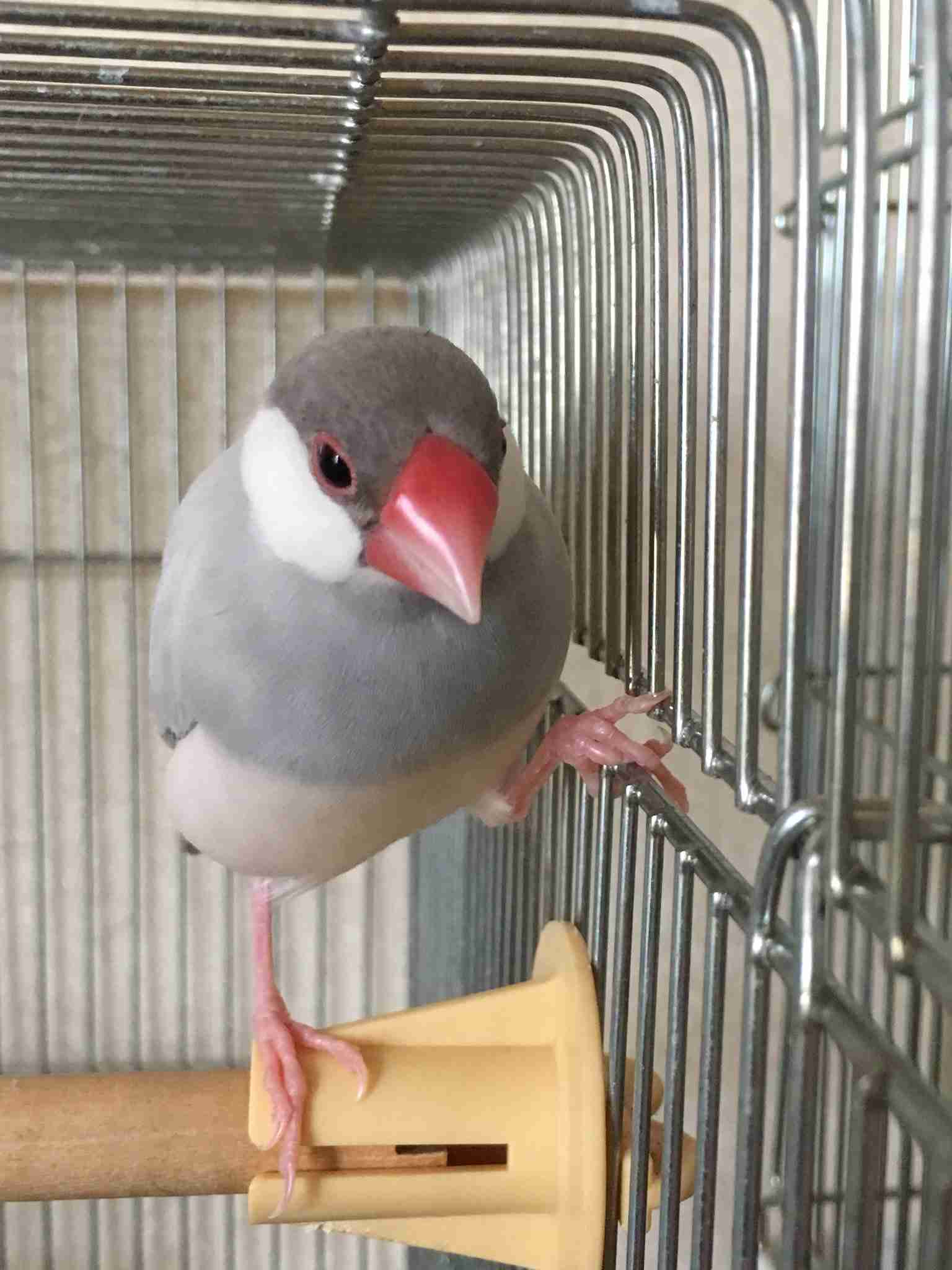 鳥が集まってくるトピ