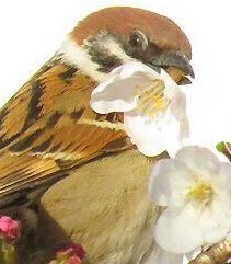 鳥が集まってくるトピ