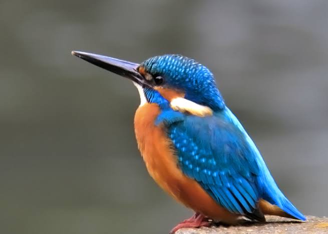 鳥が集まってくるトピ