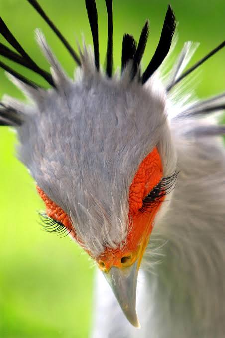 鳥が集まってくるトピ