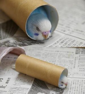 鳥が集まってくるトピ