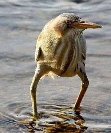 鳥が集まってくるトピ