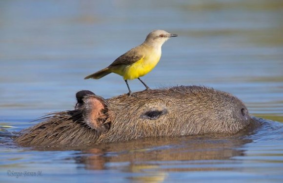 鳥が集まってくるトピ