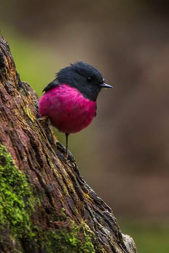 鳥が集まってくるトピ