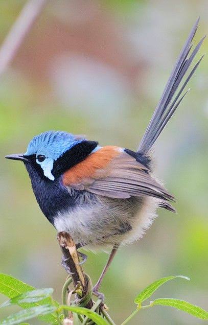 鳥が集まってくるトピ