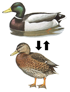 鳥が集まってくるトピ