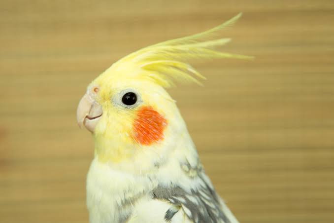 鳥が集まってくるトピ