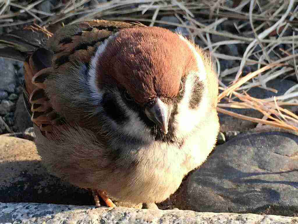 鳥が集まってくるトピ