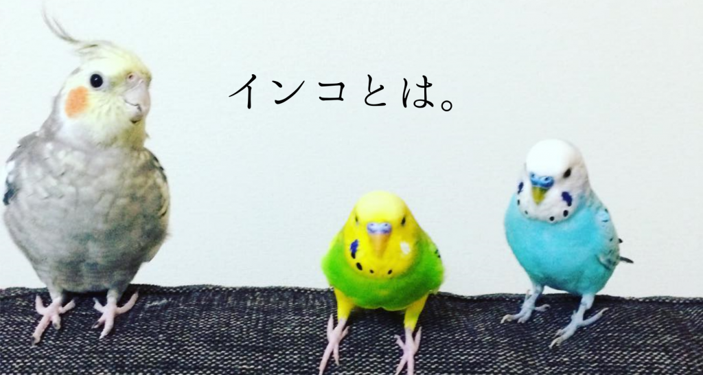 鳥が集まってくるトピ