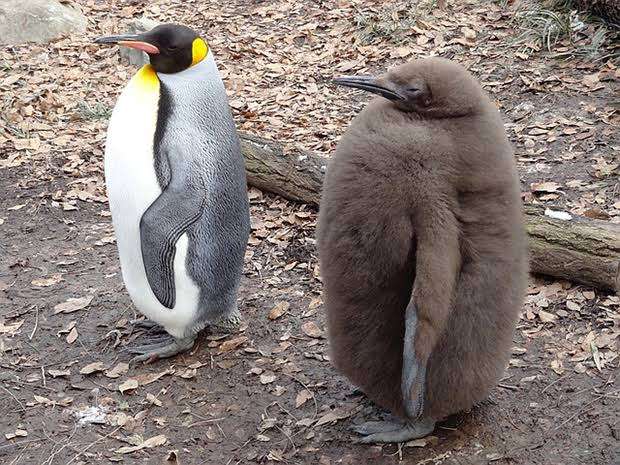 鳥が集まってくるトピ